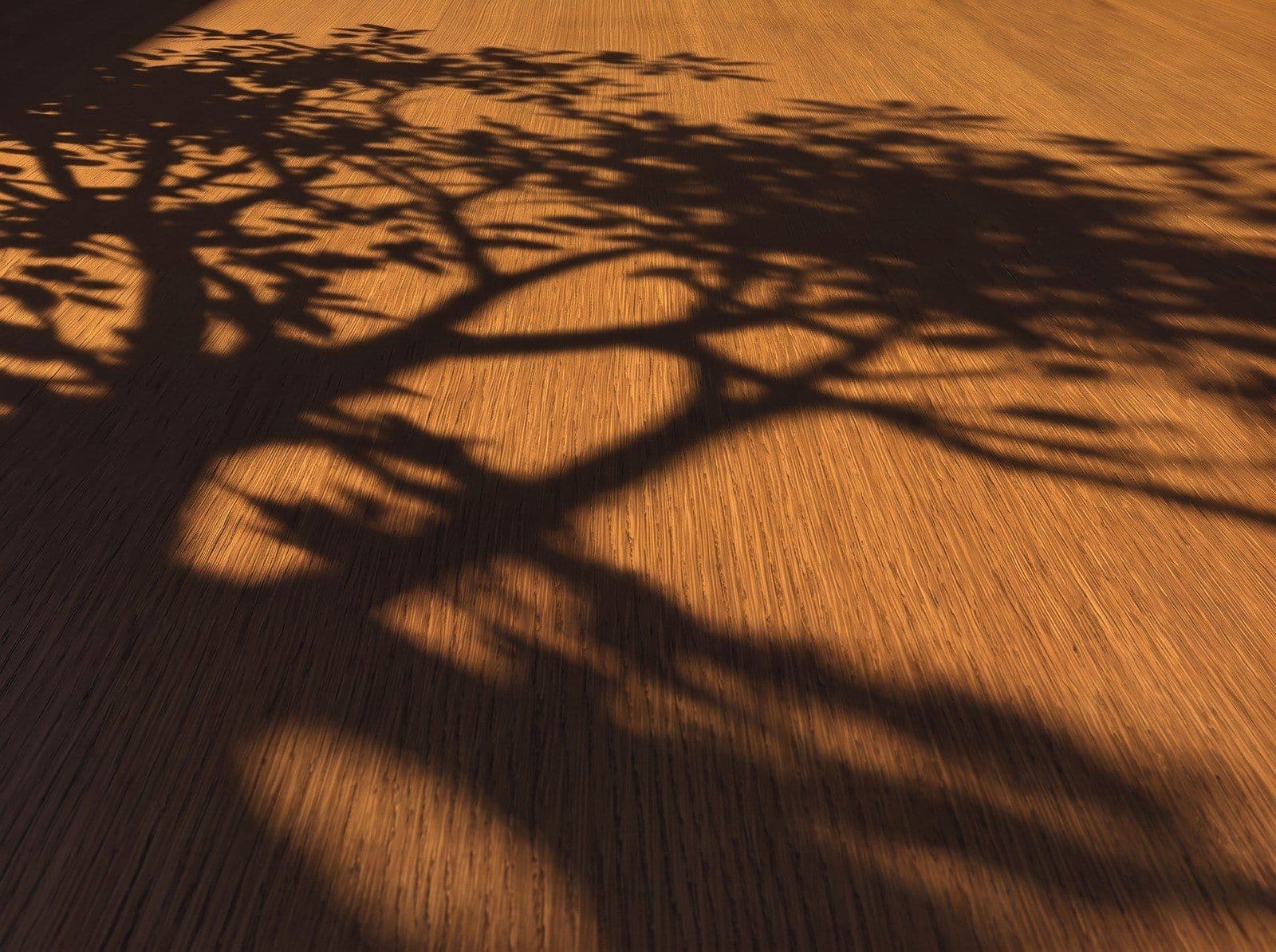 Tree shadow falling across a warm oak veneer surface
